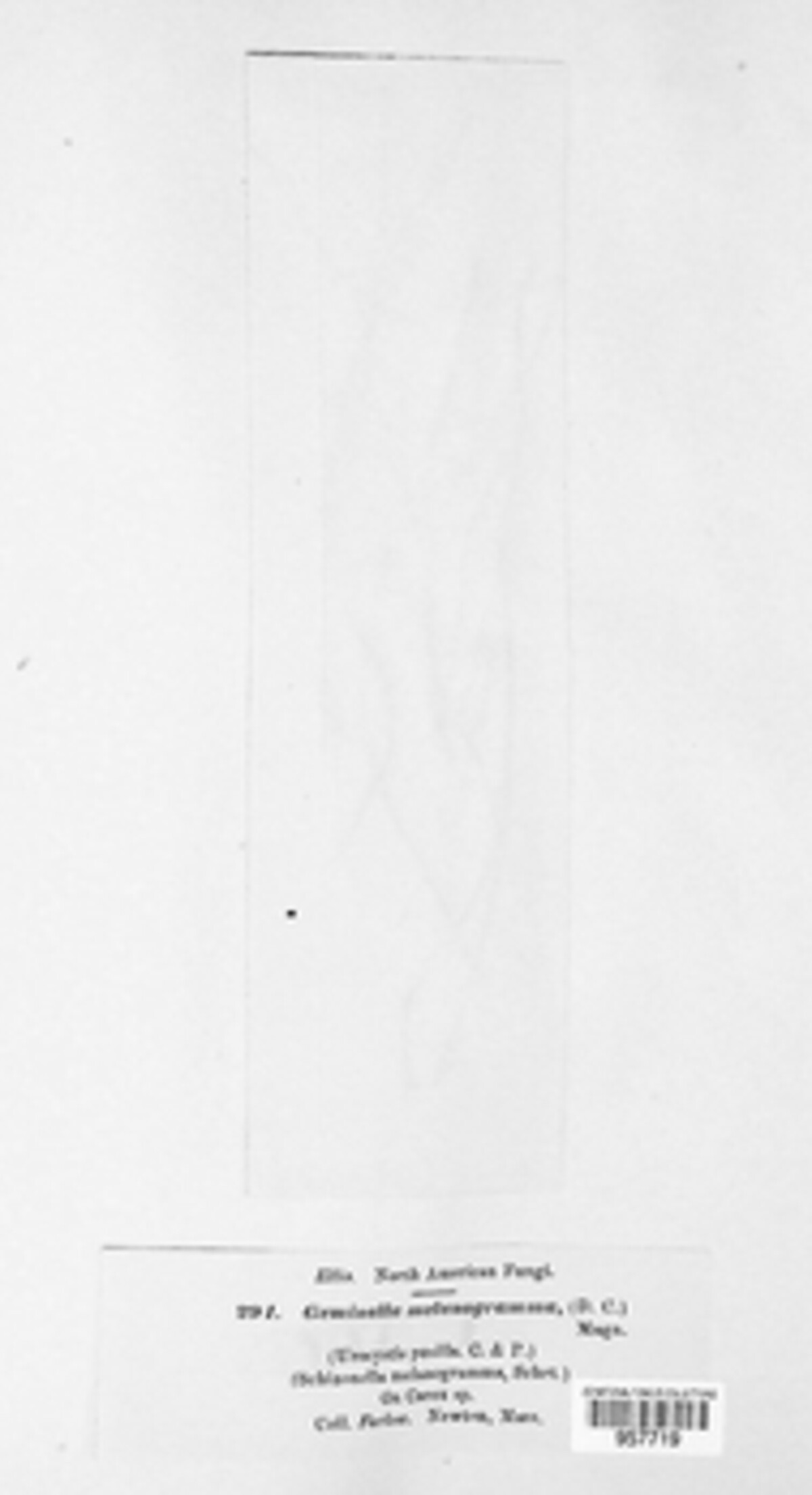 Geminella melanogramma image